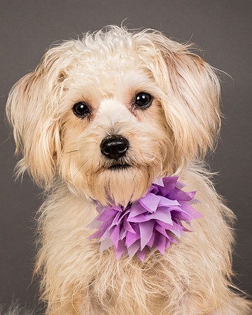 Foster Henrietta-8469