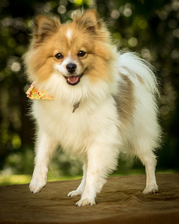 Foster Sydney-7528