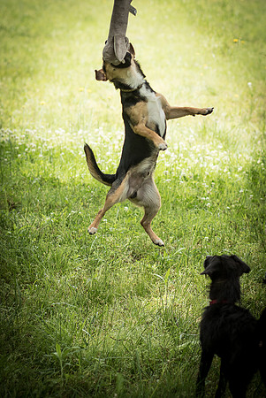 Foster Calvin-1005