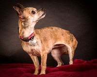 Foster Selina-1078