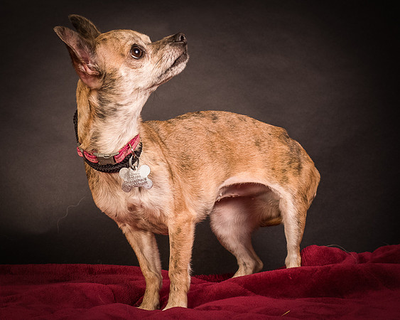Foster Selina-1078