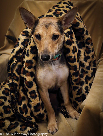 Foster Hula-1001
