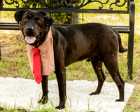 Darlington - Louie-8800