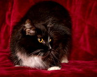 Foster Hershey-9482