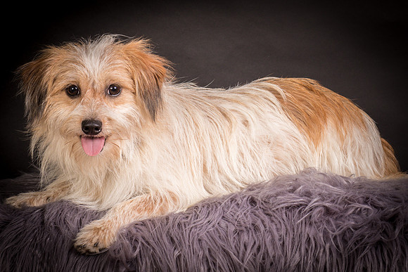 Foster Tiny-1289