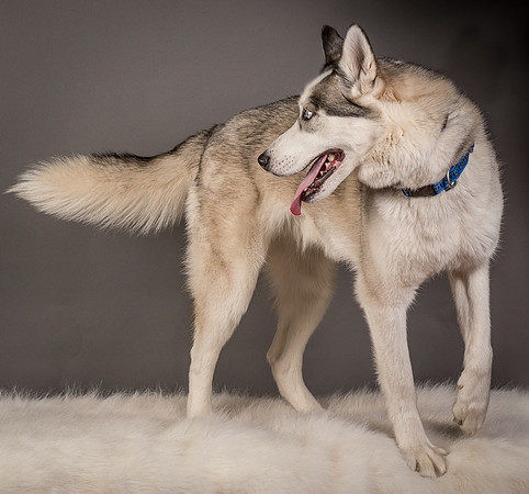 Foster Aspen-7631