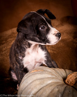 Foster Bennett-6320