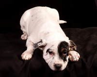 Foster Teddy-1234