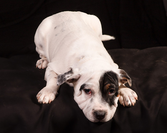 Foster Teddy-1234
