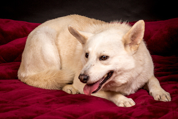 Foster Apache-0575
