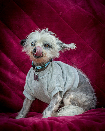 Foster Freckles-5468