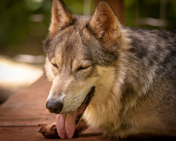 Wolf-9047