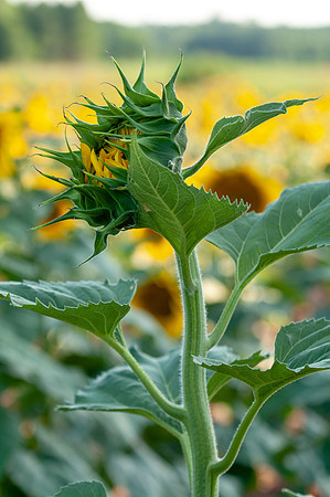 sunflowers-1928