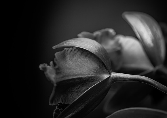 flowers-9178