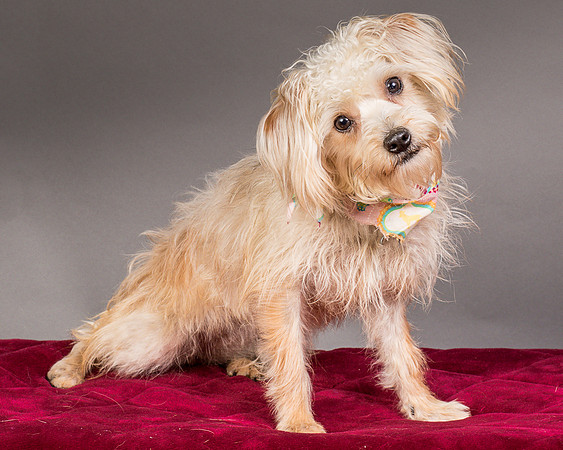 Foster Henrietta-8405