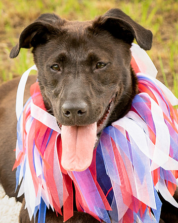 Darlington - Jayce-8734