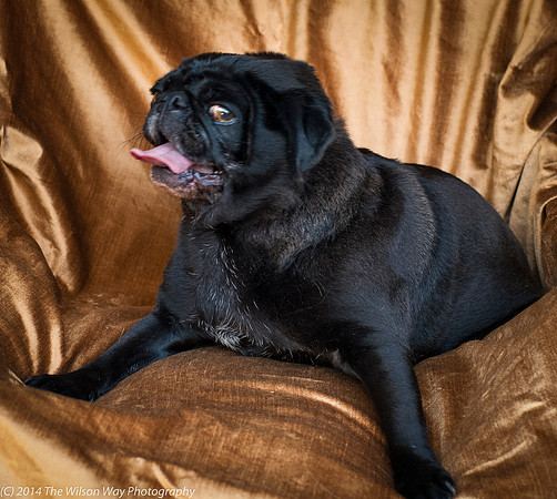 Foster Hotdog-8901