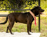 Darlington - Louie-8814
