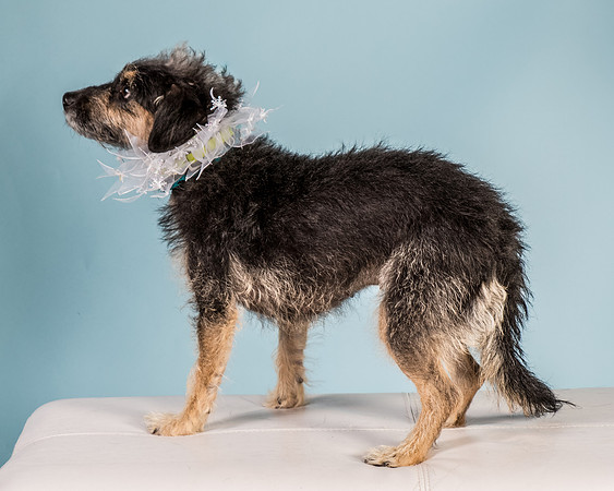 Foster Triscuit-5485