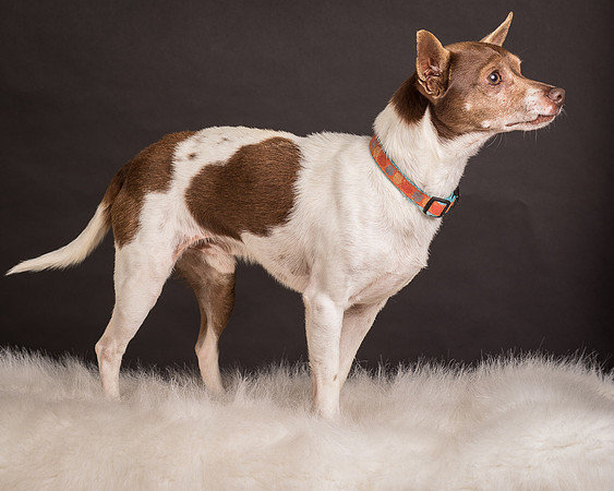 Foster Gus-0331