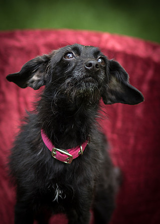 Foster Noche-0735