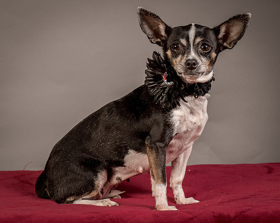 Foster Justice-4734