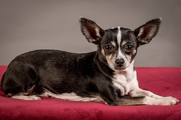 Foster Justice-4652
