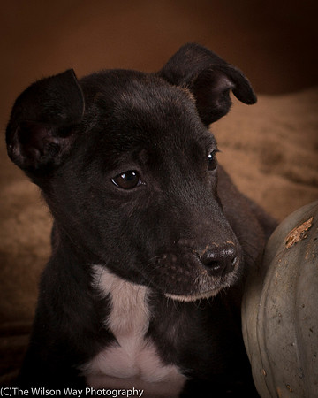 Foster Beryl-6280
