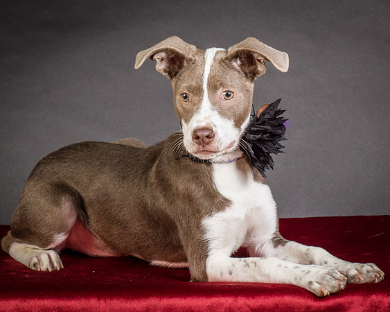 Foster Ari-8634