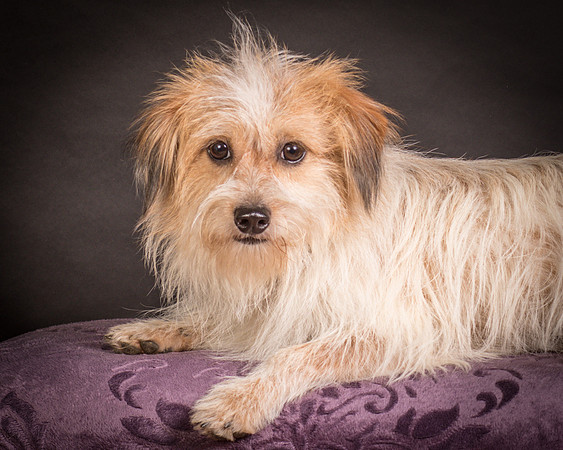Foster Tiny-1427