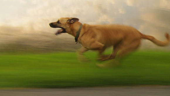 Roxy Running4_001