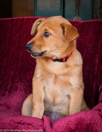 Foster Luna-9135