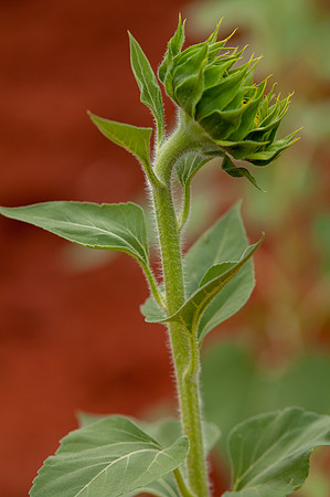 sunflowers-8376