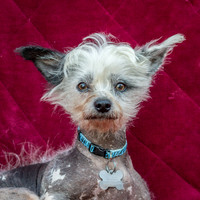 Foster Freckles-5357