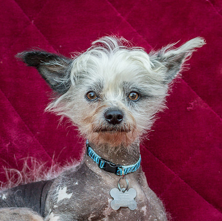 Foster Freckles-5357