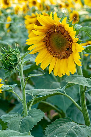 sunflowers-1963