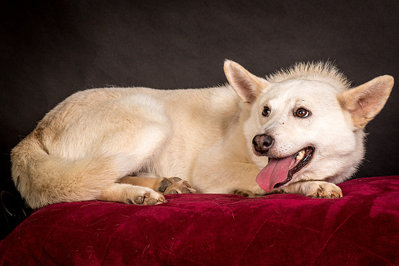 Foster Apache-0562