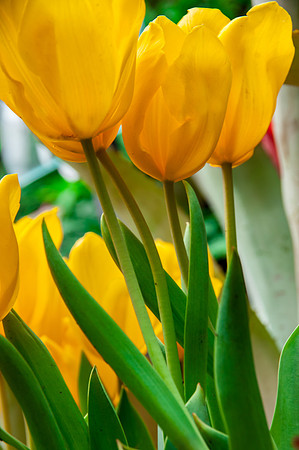 Flower yellow tulips-0222