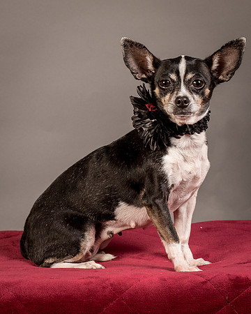 Foster Justice-4708