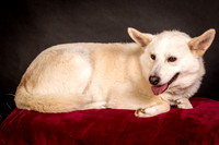 Foster Apache-0533