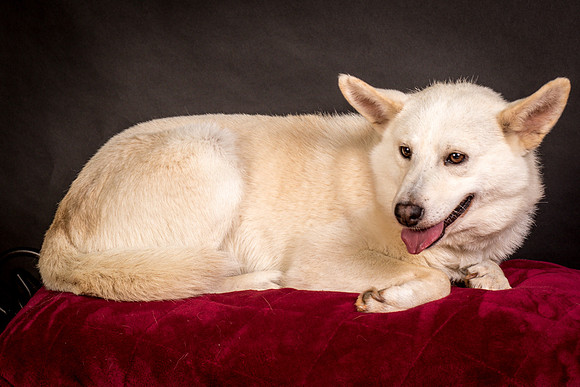 Foster Apache-0533