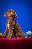 Fisher-Gryffin-8925
