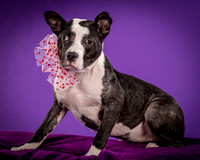 Foster Claire-4202