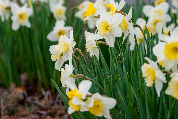 Flower White and yellow Buttercups-9564