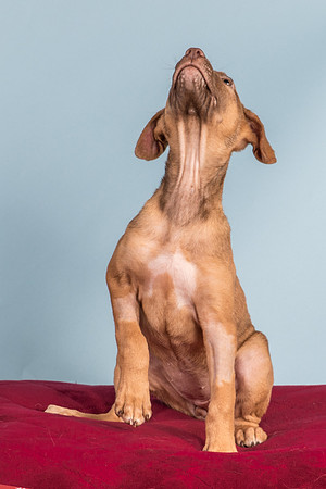 Foster Bronwyn-8377