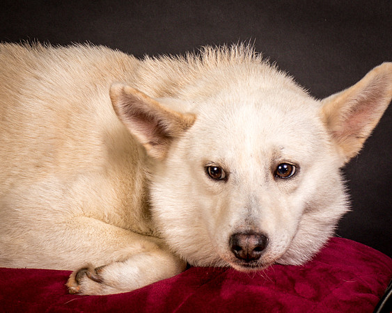 Foster Apache-0530