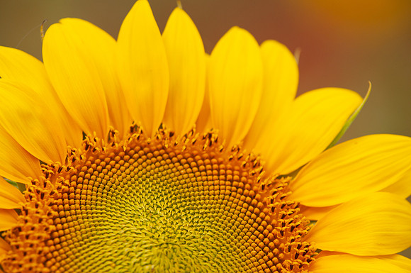 sunflowers-8782
