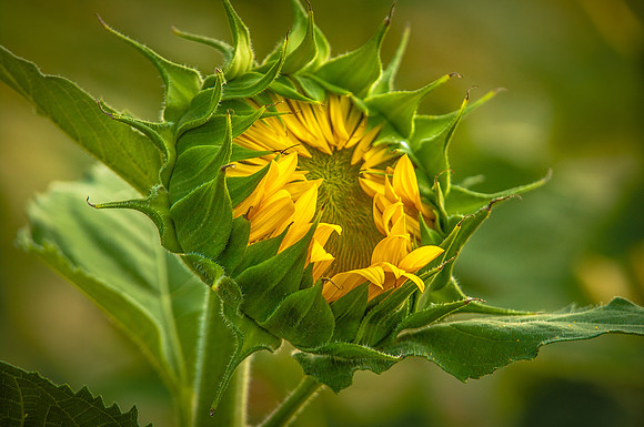 sunflowers-2147