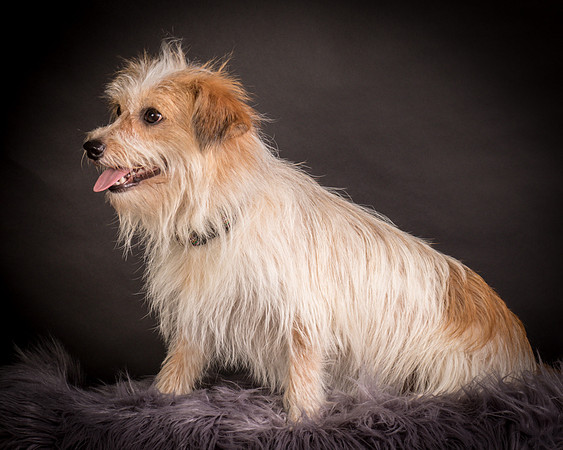 Foster Tiny-1257