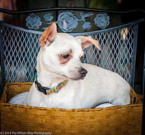 Foster Dyrdek-9336